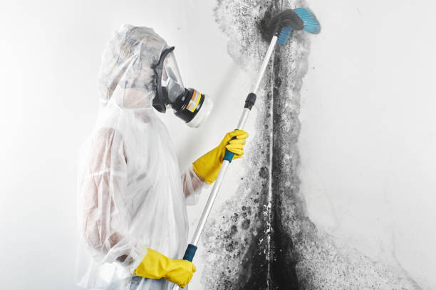 Environmental Consulting for Mold Prevention in Fullerton, CA