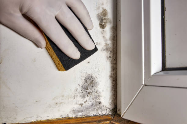 Mold Remediation for Vacation Homes in Fullerton, CA